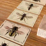 Drewniane klocki życie pszczoły gatunki - Wooden Story 3 export 151